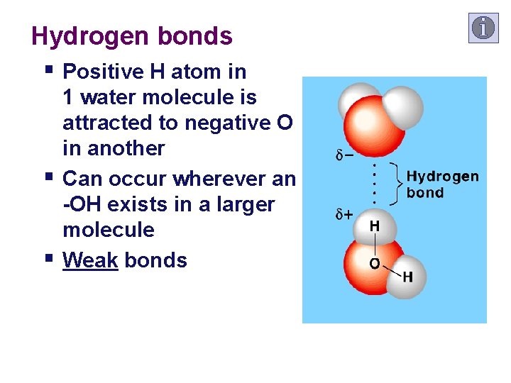 Hydrogen bonds § Positive H atom in § § 1 water molecule is attracted