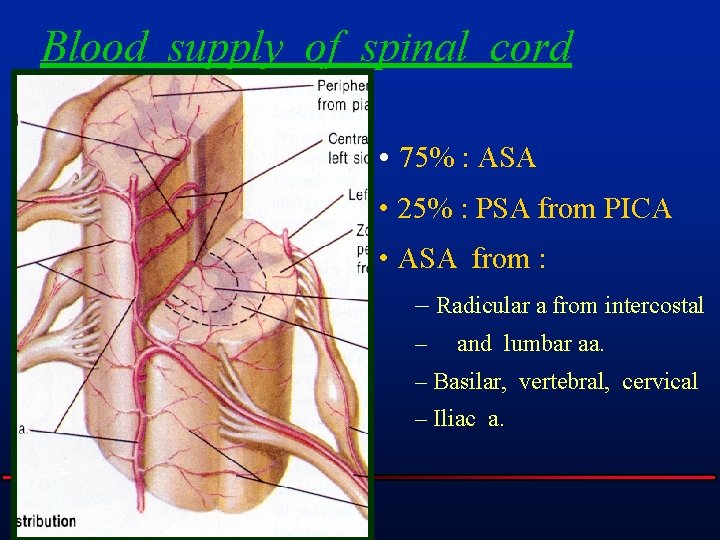 Blood supply of spinal cord • 75% : ASA • 25% : PSA from