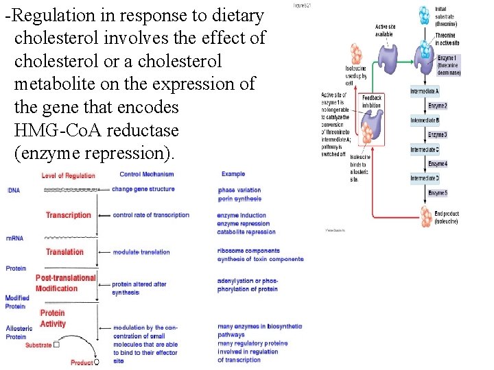 -Regulation in response to dietary cholesterol involves the effect of cholesterol or a cholesterol