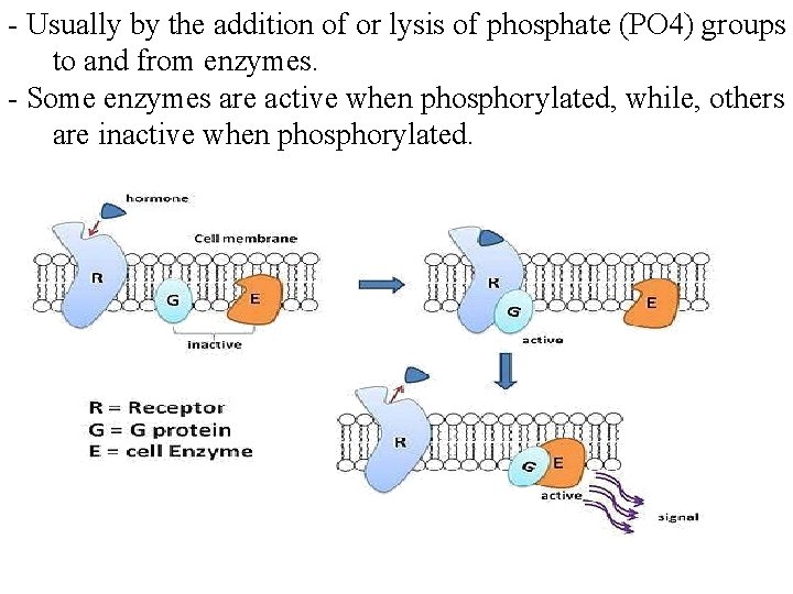 - Usually by the addition of or lysis of phosphate (PO 4) groups to