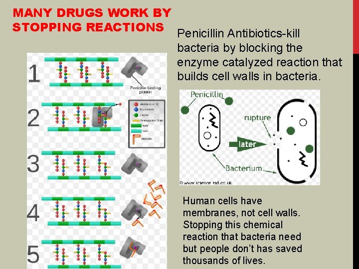 MANY DRUGS WORK BY STOPPING REACTIONS Penicillin Antibiotics-kill bacteria by blocking the enzyme catalyzed MANY DRUGS WORK BY STOPPING REACTIONS Penicillin Antibiotics-kill bacteria by blocking the enzyme catalyzed
