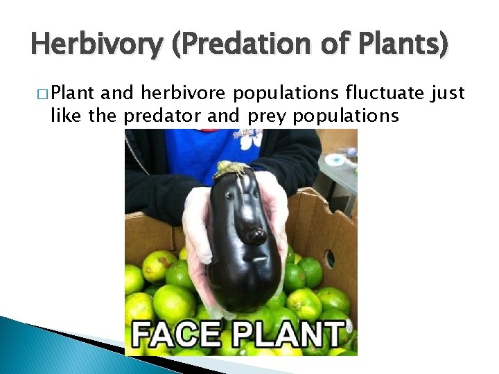 Herbivory (Predation of Plants) � Plant and herbivore populations fluctuate just like the predator