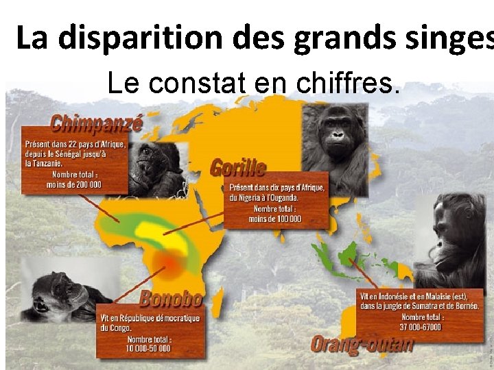 La disparition des grands singes Le constat en chiffres. 