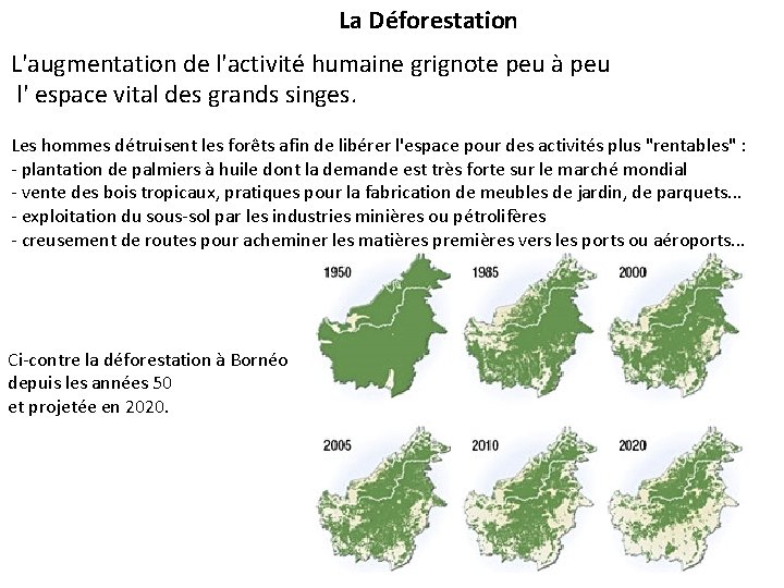 La Déforestation L'augmentation de l'activité humaine grignote peu à peu l' espace vital des
