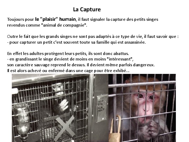 La Capture Toujours pour le "plaisir" humain, il faut signaler la capture des petits