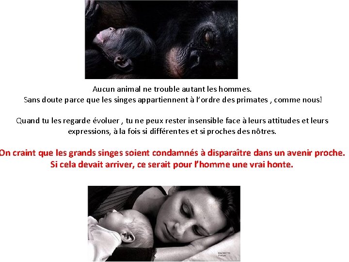 Aucun animal ne trouble autant les hommes. Sans doute parce que les singes appartiennent