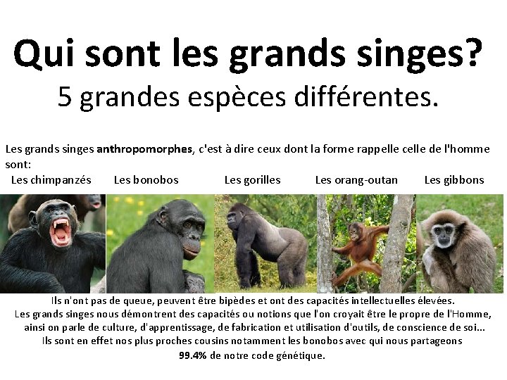 Qui sont les grands singes? 5 grandes espèces différentes. Les grands singes anthropomorphes, c'est