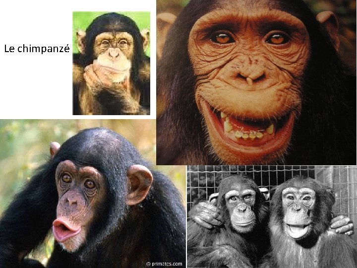 Le chimpanzé 