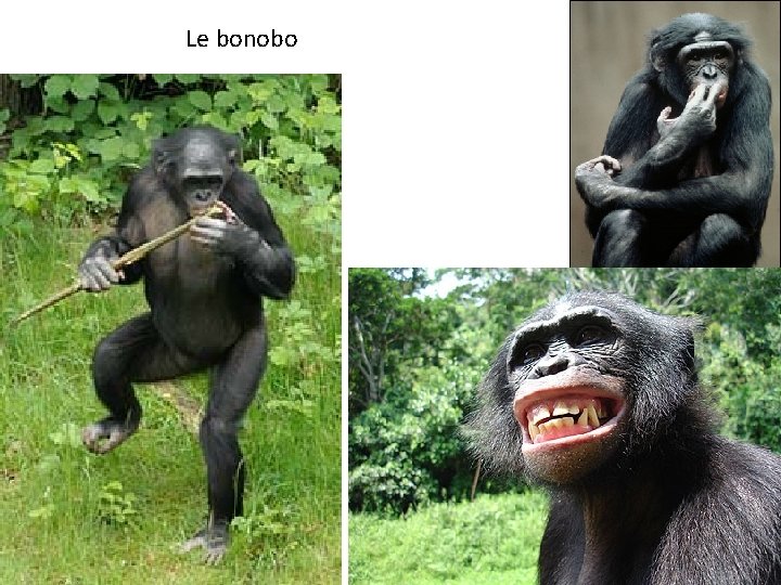 Le bonobo 