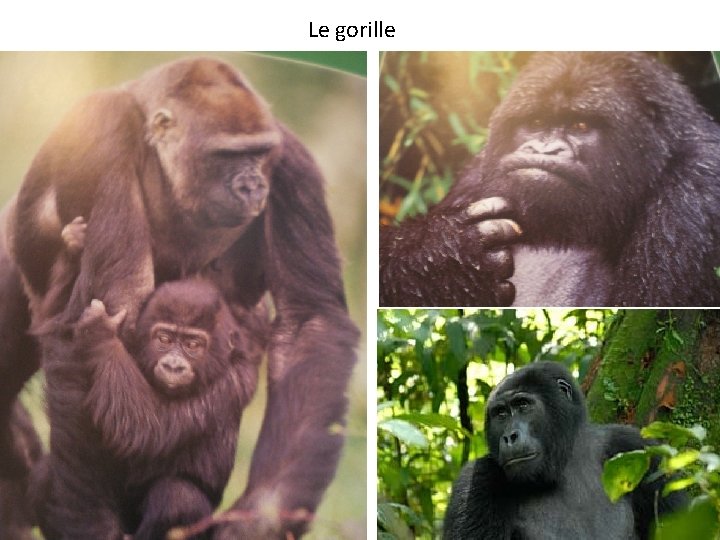 Le gorille 