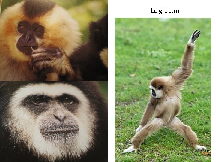 Le gibbon 