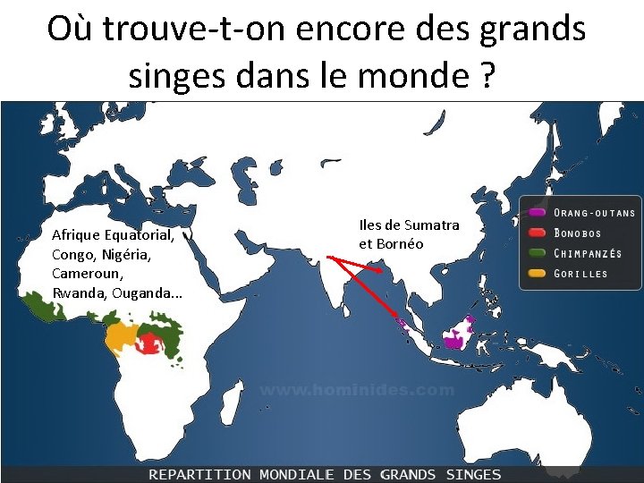 Où trouve-t-on encore des grands singes dans le monde ? Afrique Equatorial, Congo, Nigéria,