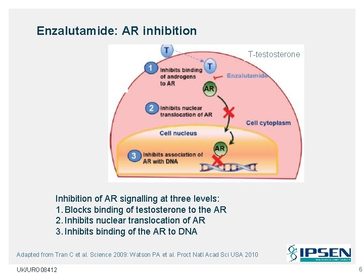 Enzalutamide: AR inhibition T-testosterone Inhibition of AR signalling at three levels: 1. Blocks binding