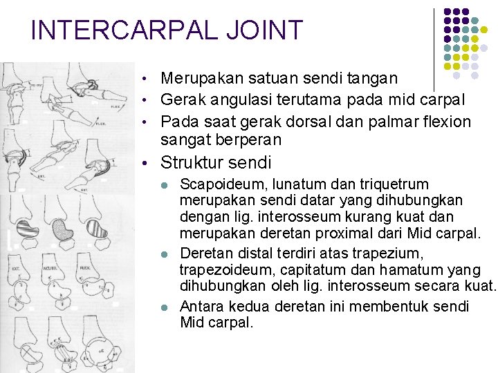 INTERCARPAL JOINT • Merupakan satuan sendi tangan • Gerak angulasi terutama pada mid carpal