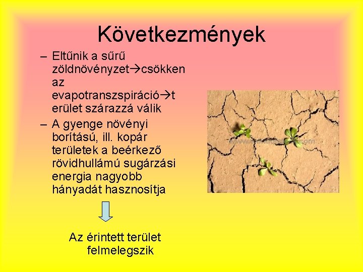 Következmények – Eltűnik a sűrű zöldnövényzet csökken az evapotranszspiráció t erület szárazzá válik –