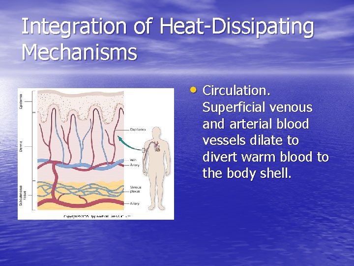 Integration of Heat-Dissipating Mechanisms • Circulation. Superficial venous and arterial blood vessels dilate to