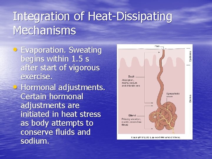 Integration of Heat-Dissipating Mechanisms • Evaporation. Sweating • begins within 1. 5 s after