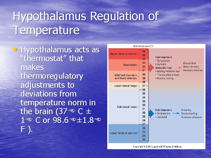 Hypothalamus Regulation of Temperature • Hypothalamus acts as “thermostat” that makes thermoregulatory adjustments to