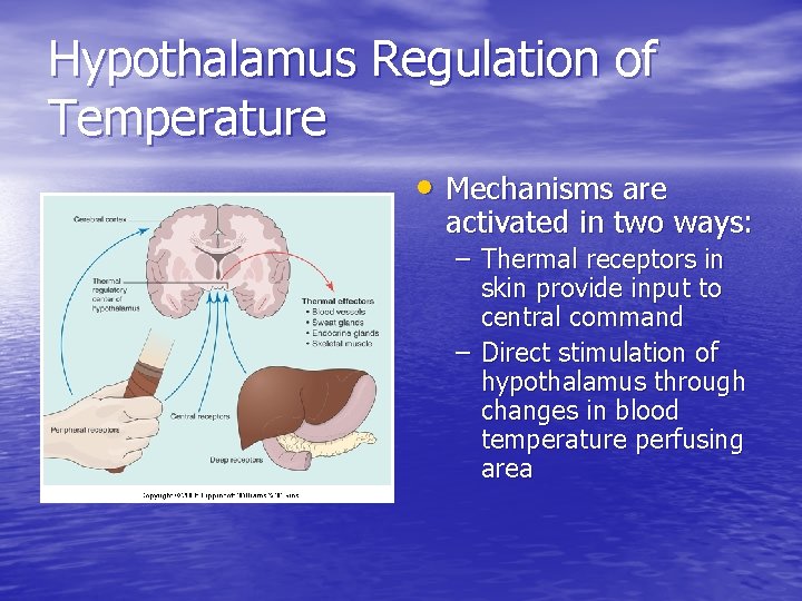 Hypothalamus Regulation of Temperature • Mechanisms are activated in two ways: – Thermal receptors