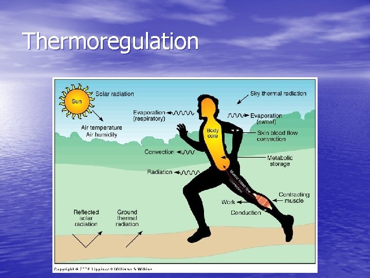 Thermoregulation 