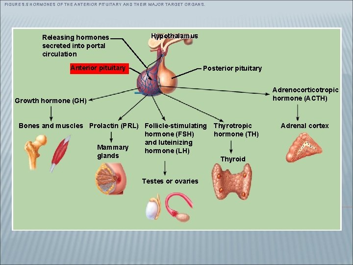 FIGURE 9. 5 HORMONES OF THE ANTERIOR PITUITARY AND THEIR MAJOR TARGET ORGANS. Releasing