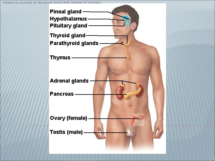 FIGURE 9. 3 LOCATION OF THE MAJOR ENDOCRINE ORGANS OF THE BODY. Pineal gland