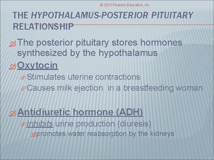 © 2015 Pearson Education, Inc. THE HYPOTHALAMUS-POSTERIOR PITUITARY RELATIONSHIP The posterior pituitary stores hormones