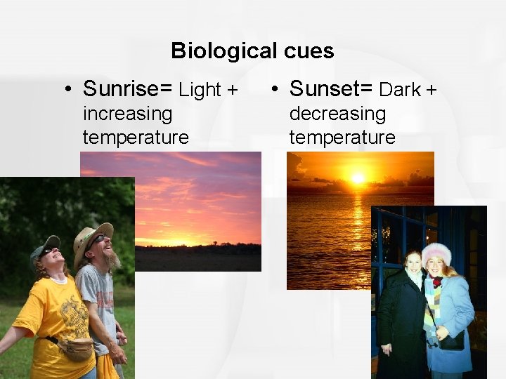 Biological cues • Sunrise= Light + increasing temperature • Sunset= Dark + decreasing temperature