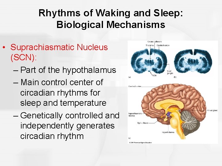 Rhythms of Waking and Sleep: Biological Mechanisms • Suprachiasmatic Nucleus (SCN): – Part of