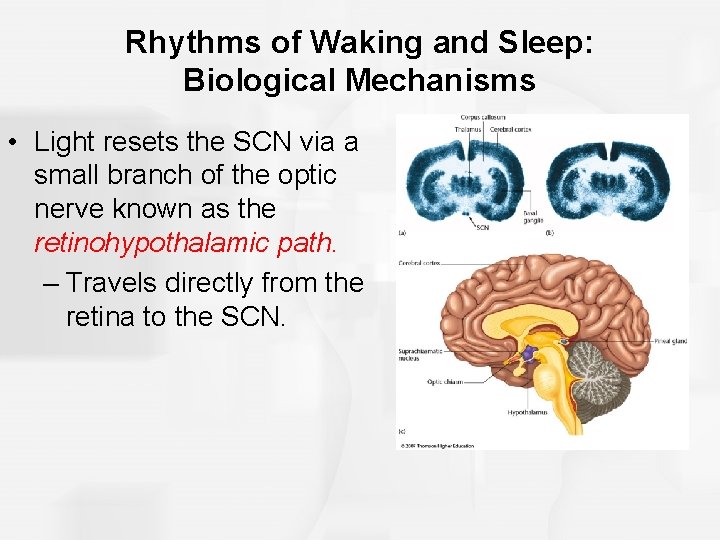 Rhythms of Waking and Sleep: Biological Mechanisms • Light resets the SCN via a