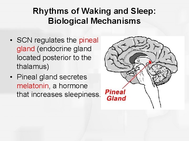 Rhythms of Waking and Sleep: Biological Mechanisms • SCN regulates the pineal gland (endocrine