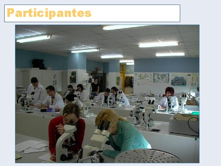 Participantes Participantes