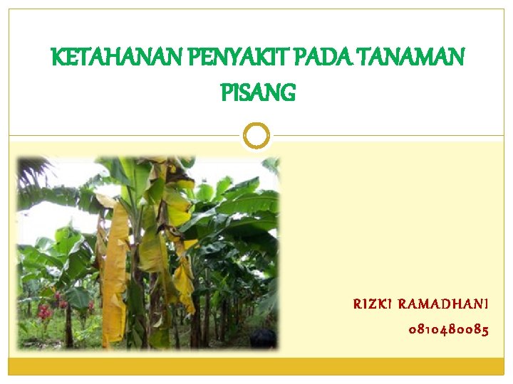 KETAHANAN PENYAKIT PADA TANAMAN PISANG RIZKI RAMADHANI 0810480085 