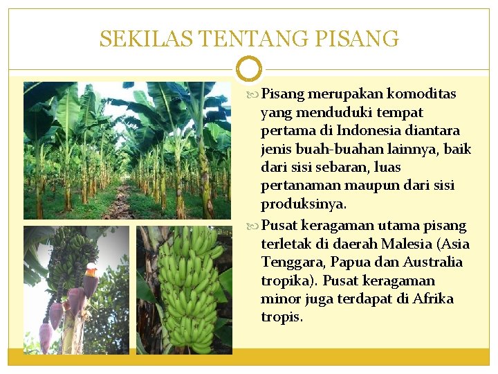 SEKILAS TENTANG PISANG Pisang merupakan komoditas yang menduduki tempat pertama di Indonesia diantara jenis