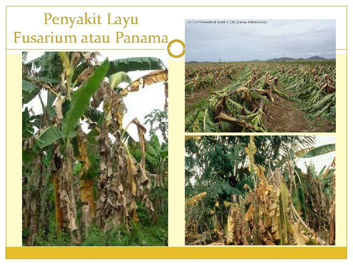 Penyakit Layu Fusarium atau Panama 