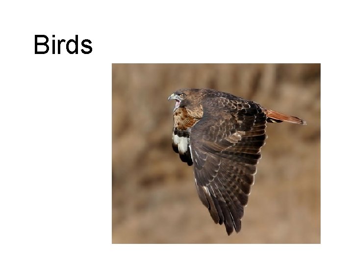 Birds 
