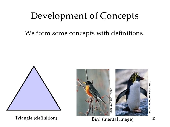 Development of Concepts We form some concepts with definitions. Bird (mental image) J. Messerschmidt/ Development of Concepts We form some concepts with definitions. Bird (mental image) J. Messerschmidt/