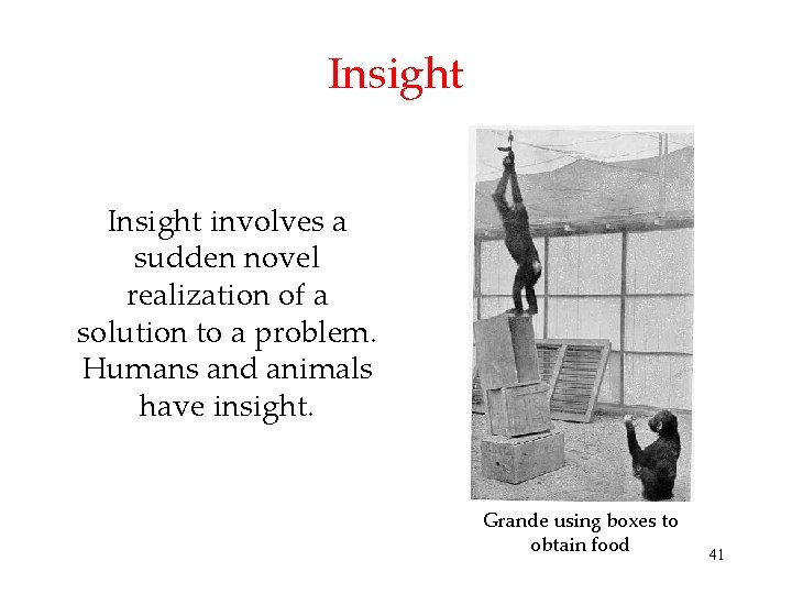 Insight involves a sudden novel realization of a solution to a problem. Humans and Insight involves a sudden novel realization of a solution to a problem. Humans and