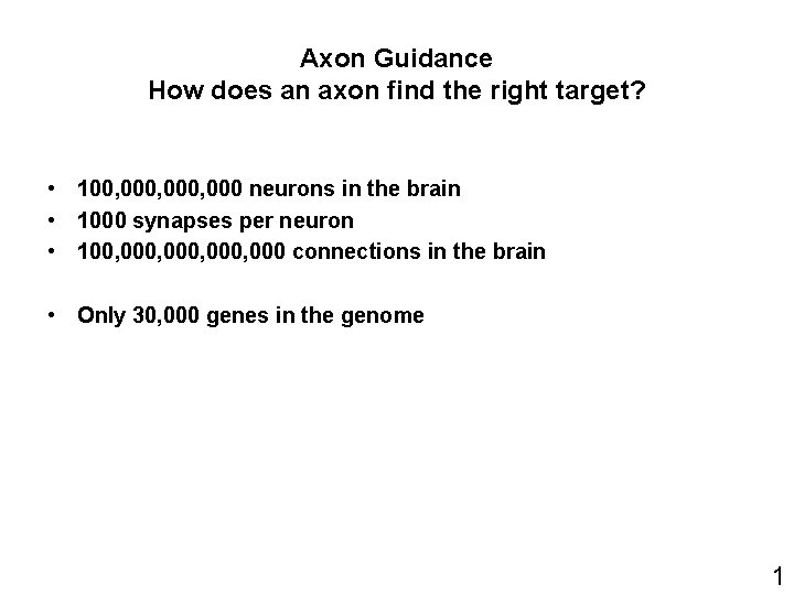 Axon Guidance How does an axon find the right target? • 100, 000, 000