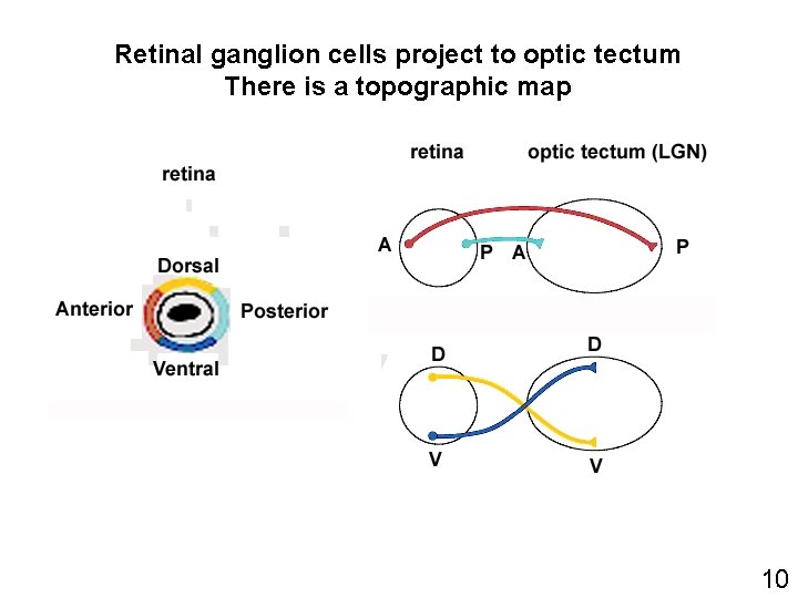 Retinal ganglion cells project to optic tectum There is a topographic map 10 