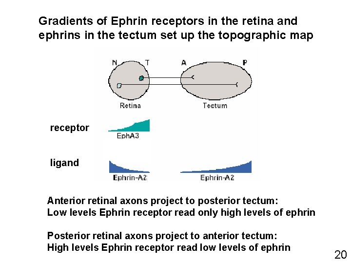 Gradients of Ephrin receptors in the retina and ephrins in the tectum set up