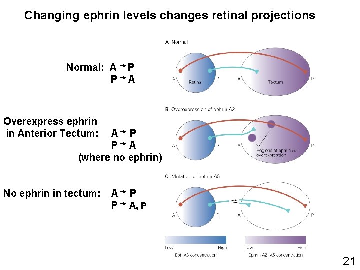 Changing ephrin levels changes retinal projections Normal: A P P A Overexpress ephrin in