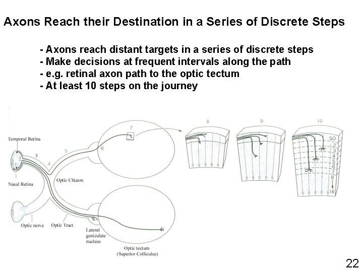 Axons Reach their Destination in a Series of Discrete Steps - Axons reach distant