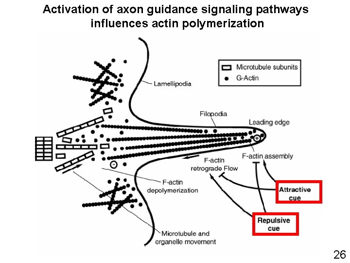 Activation of axon guidance signaling pathways influences actin polymerization 26 