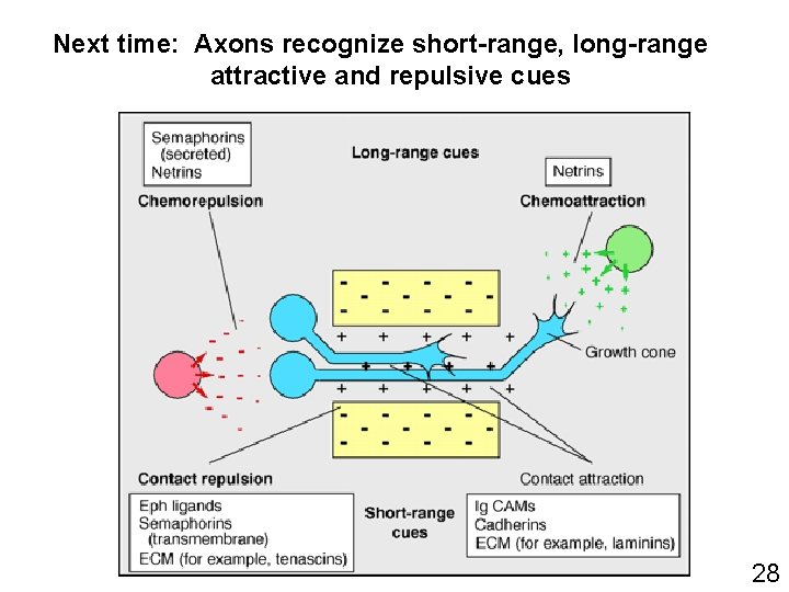 Next time: Axons recognize short-range, long-range attractive and repulsive cues 28 