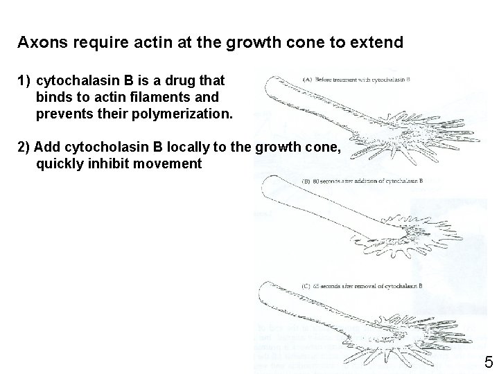 Axons require actin at the growth cone to extend 1) cytochalasin B is a Axons require actin at the growth cone to extend 1) cytochalasin B is a