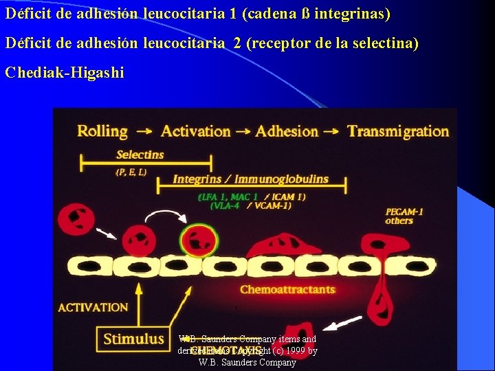 Déficit de adhesión leucocitaria 1 (cadena ß integrinas) Déficit de adhesión leucocitaria 2 (receptor