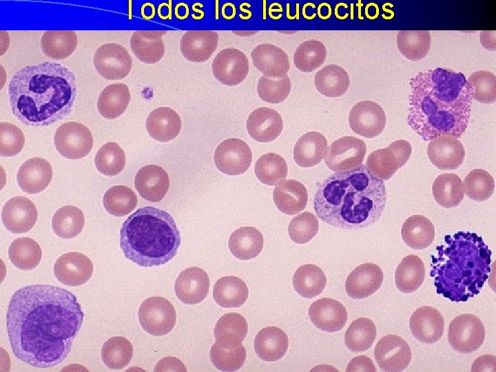 Todos leucocitos 