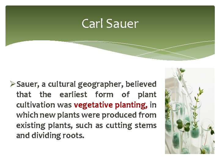 Carl Sauer ØSauer, a cultural geographer, believed that the earliest form of plant cultivation