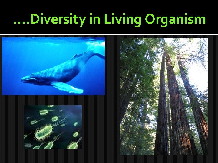 …. Diversity in Living Organism 